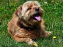 Keep your dog cool during the heatwave