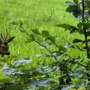 One of three deer I saw on my Sunday evening Wigan Walk around Haigh Hall, the first I didn't manage to film.