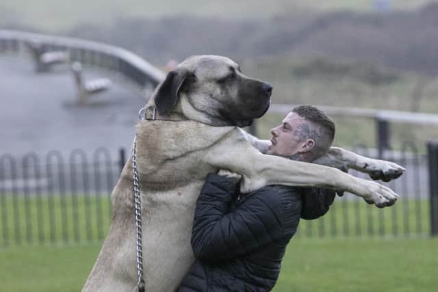 Abu, 2, a  Aksaray Malaklisi, is believed to be one of the biggest dogs in the UK. Abu and owner Dylan Shaw, 33, pictured in Saltburn, North Yorks, Oct 30 2023