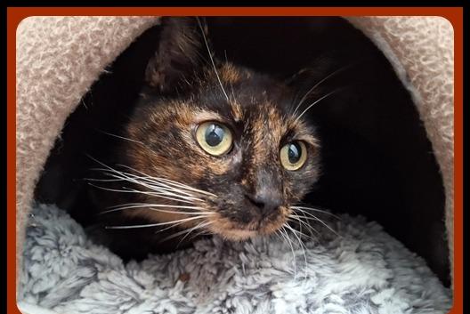 Cathy is a friendly 13-year-old neutered female. She should be able to adapt to any home.