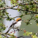 Woodchat Shrike