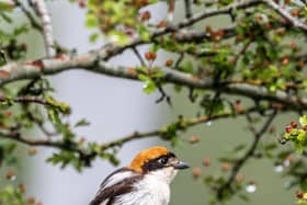 Woodchat Shrike