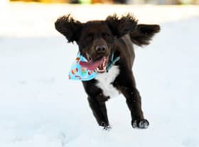 Winter scenes at Haigh Woodland Park, Wigan, after snow falls over the borough.  Ralph the dog has fun in the snow.