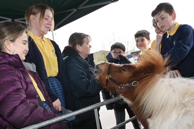 Pupils got to meet, groom and feed some of the animals as a farm visited the school.