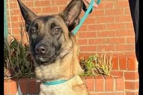 Marni is a sweet natured 10-month-old female Belgian Malinois. She needs an active home.