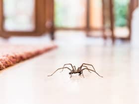 Spider mating season is in full swing