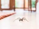 Spider mating season is in full swing
