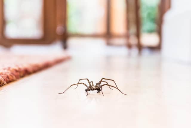 Spider mating season is in full swing