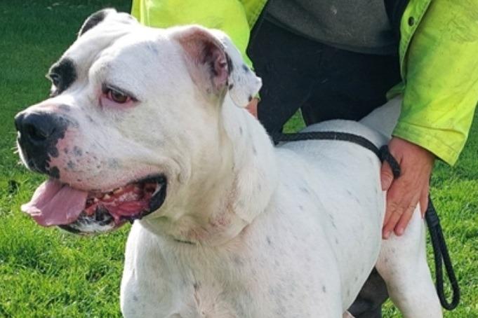Harvey is a five-year-old castrated male American Bulldog. Harvey arrived at Leigh Cats and Dogs Home as a stray so his background is unknown. He has been friendly with staff but he is strong, heavy and lively, so needs a strong owner to take him in hand. Homes with young children would not be suitable.