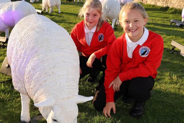 Pupils from Seahouses Primary School will adopt one of the sheep for a county wide Art Trail (photo: Raoul Dixon)