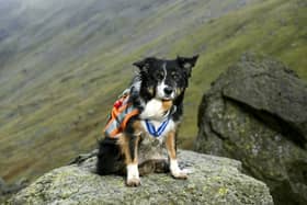Mountain Rescue Search dog Skye