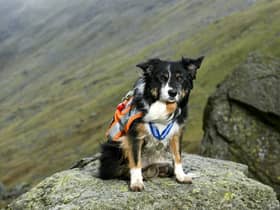 Mountain Rescue Search dog Skye