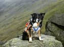 Mountain Rescue Search dog Skye