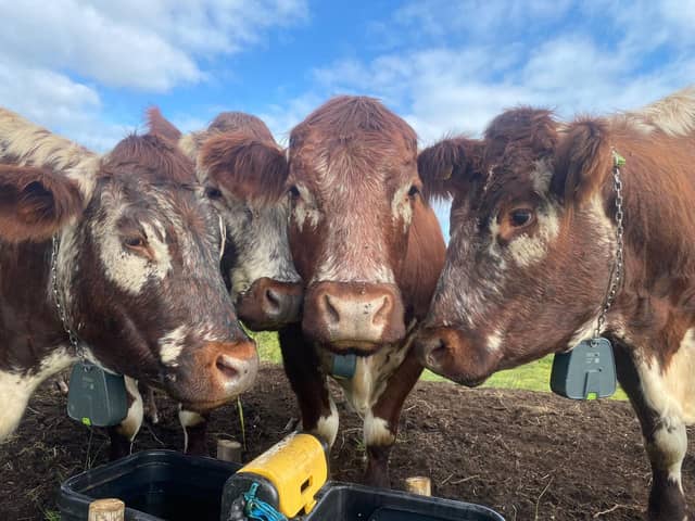 Nature's lawnmowers