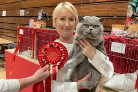 This British Blue called Pawsome Lennox won the best in pedigree section at the annual cat championships held at Robin Park Sports Centre, Wigan, over the weekend