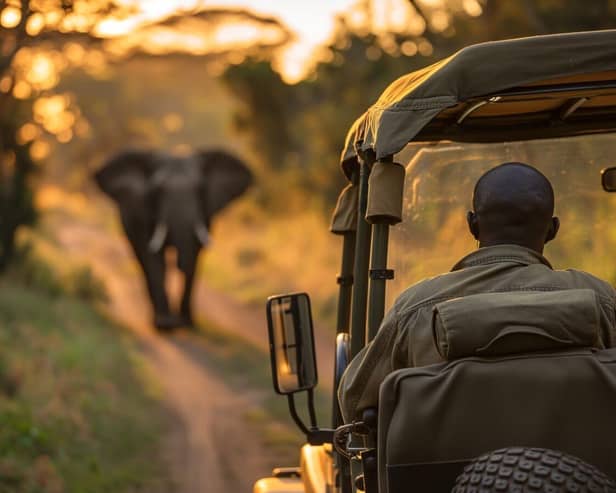 Elephant at a safari 