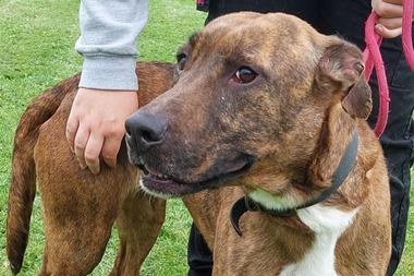 Marina is a lively 3/4-year-old female, medium sized cross breed. She is a lovely natured dog.
