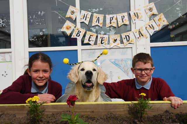 Pupils celebrate World Bee Day with school therapy dog Albi.