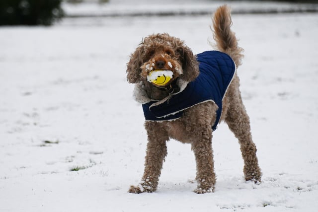 Rolo the dog has fun in the snow at Mesnes Park, Wigan.