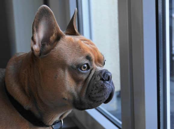 The French Bulldog is the top breed most likely to be targeted by thieves and have a price tag of around £1,707.