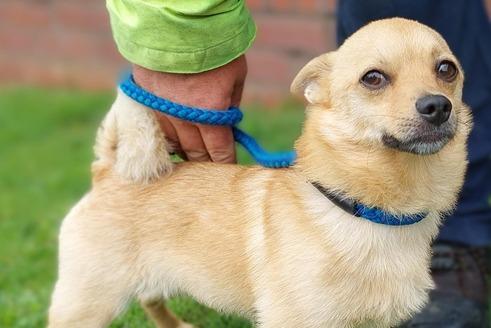 A 20 month old Castrated Male Chihuahua type. Buddy was rehomed a couple of months ago but due to issues with possession and when people had food, his owner felt they could not take a chance with having a young child. The home has not come across any issues during his time with us so are happy to consider him going to a child-free home with someone who is familiar with this type of dog and their behaviours.