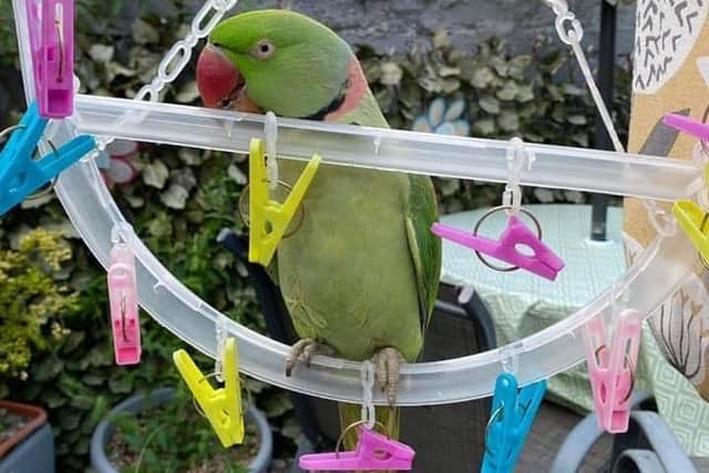 Missing pet, Buddy.