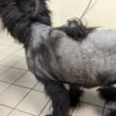 Harley had both a skin disease and ear infections that had gone untreated for weeks