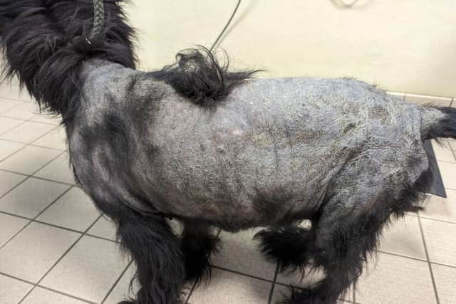 Harley had both a skin disease and ear infections that had gone untreated for weeks