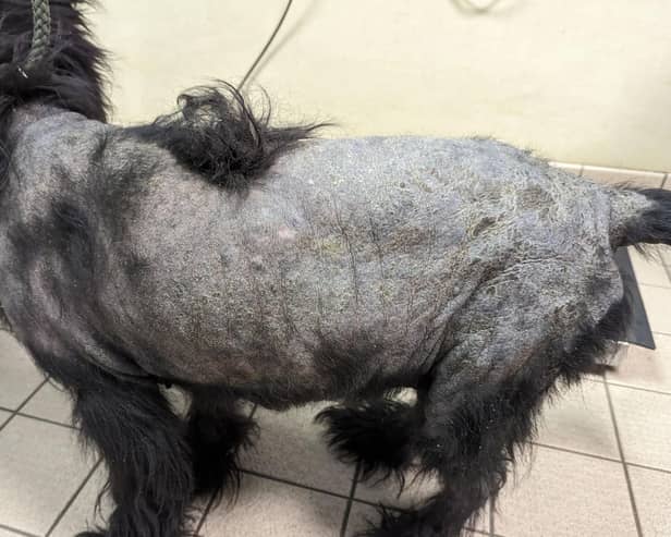 Harley had both a skin disease and ear infections that had gone untreated for weeks