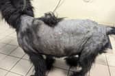 Harley had both a skin disease and ear infections that had gone untreated for weeks