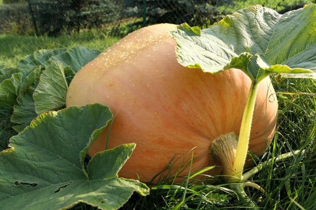 Greenslate Community Farm, Greenslate Road, Billinge. Pick your own pumpkin available in October. Telephone 01695 632290 for exact dates and details
