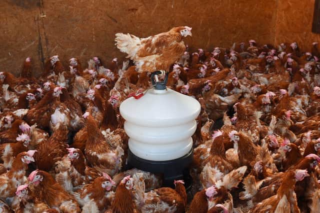 Lucky Hens save the hens from slughter and provide them a new lease of life