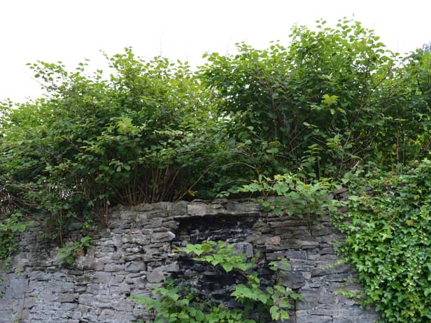 Japanese knotweed