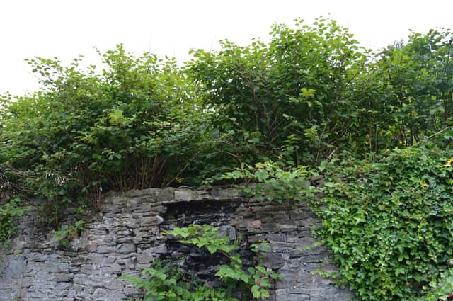 Japanese knotweed