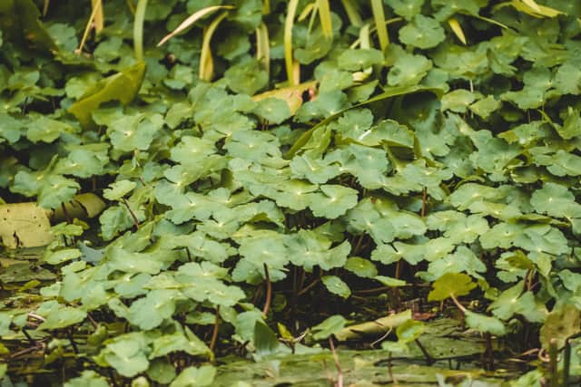 Pennywort is proliferating in local canals