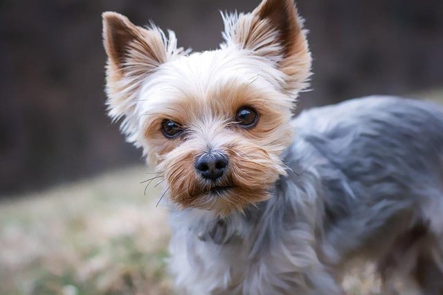 Yorkshire Terriers can be sold on for around £1,156.