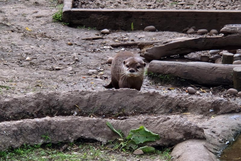 An Asian short-clawed otter comes to say hello