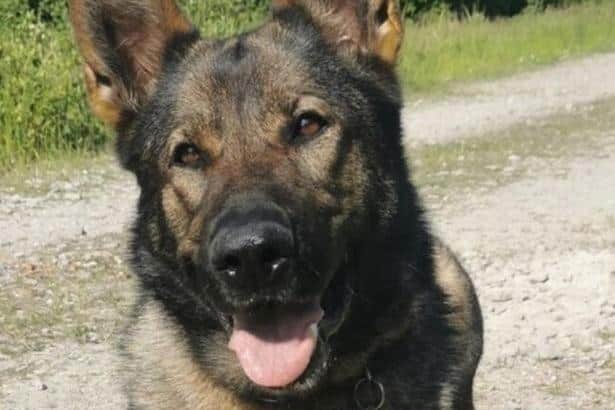Police dog Quga helped officers to detain two men