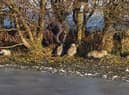 Some of the sheep got stuck on the other side of the canal
