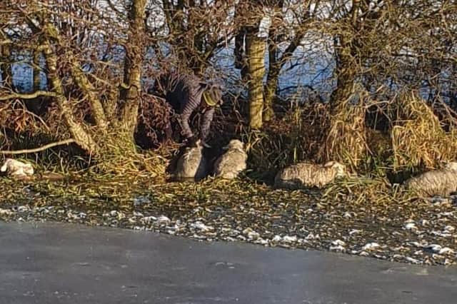 Some of the sheep got stuck on the other side of the canal