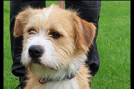 12 month old male Staff/Terrier mix. Buddy was a stray so his background is not known. He has been a good boy during the time he has been at the home, though it has only been just over a week so there are currently no restrictions but this may change if necessary.