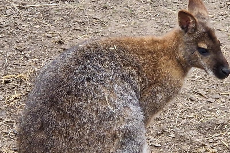 A bennetts wallaby poses for a picture