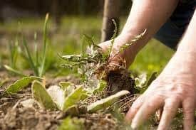 What sort of gardener says they don't do weeding?