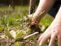 What sort of gardener says they don't do weeding?