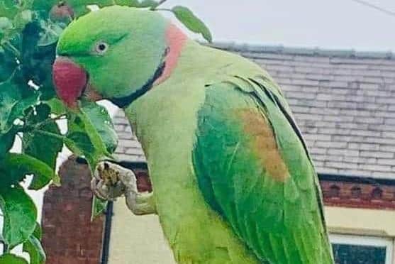 Buddy has been missing from the Golborne area since August 17, 2022.