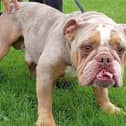 A six year old castrated male British Bulldog that came to the home as a stray. Louis has a markedly overshot lower jaw, but other than this appears in good health for his breed. The staff have found him to be well tempered in his time at the home, but he is a typical boisterous Bulldog so homes with very small children would not be appropriate.