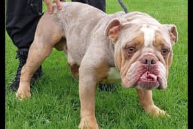 A six year old castrated male British Bulldog that came to the home as a stray. Louis has a markedly overshot lower jaw, but other than this appears in good health for his breed. The staff have found him to be well tempered in his time at the home, but he is a typical boisterous Bulldog so homes with very small children would not be appropriate.