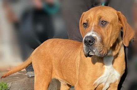 Approximately eight to nine month castrated male crossbreed dog. He will be a large lad with plenty of energy so needs a spacious home and an owner prepared to provide training. Homes with small pets will also not be considered