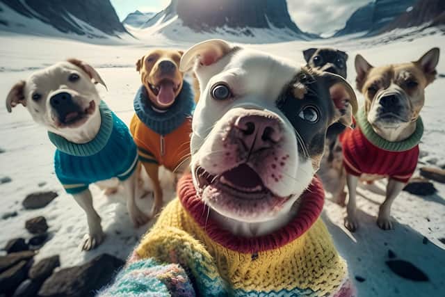 Puppies and older dogs may need extra help staying warm (photo: Adobe)