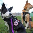 Diesel (left) and Skye can travel miles over rough terrain and slip through cities searching for pooches that may be lost, injured - or even stolen